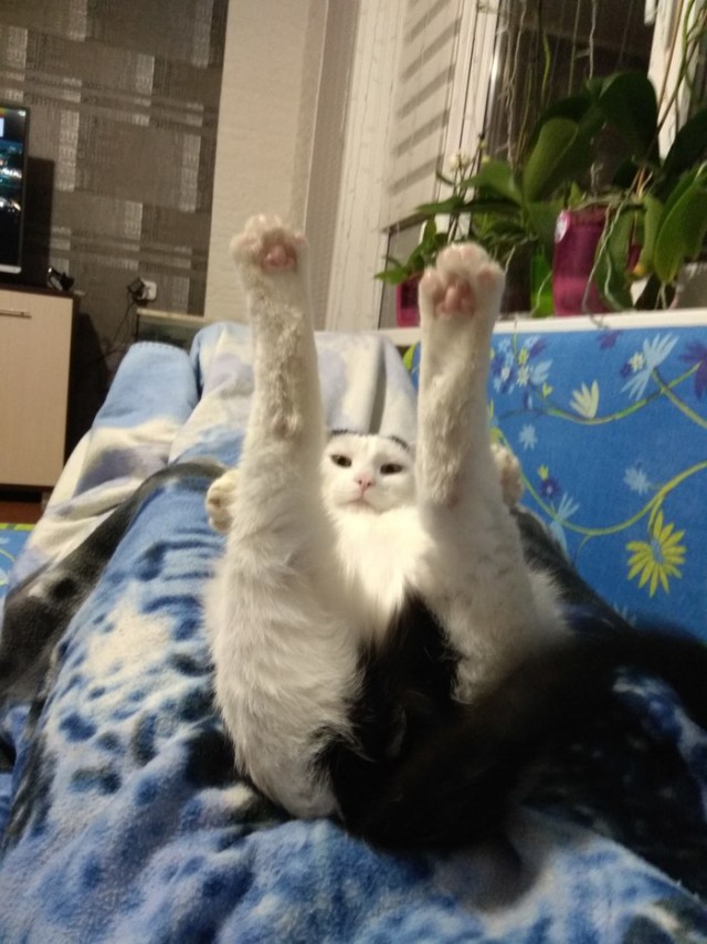 Прикольных котов пост