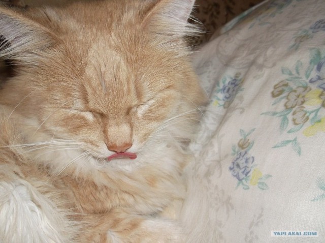 Котовторник  12. 06. 2012