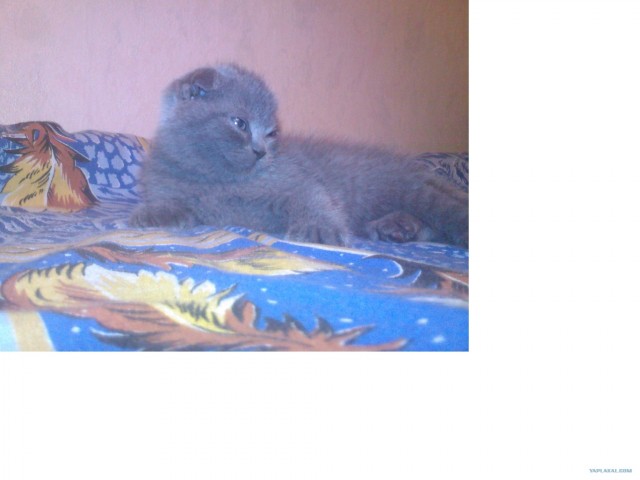Котовторник на 26.06.12