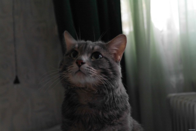 Котовторник 10. 07. 2012
