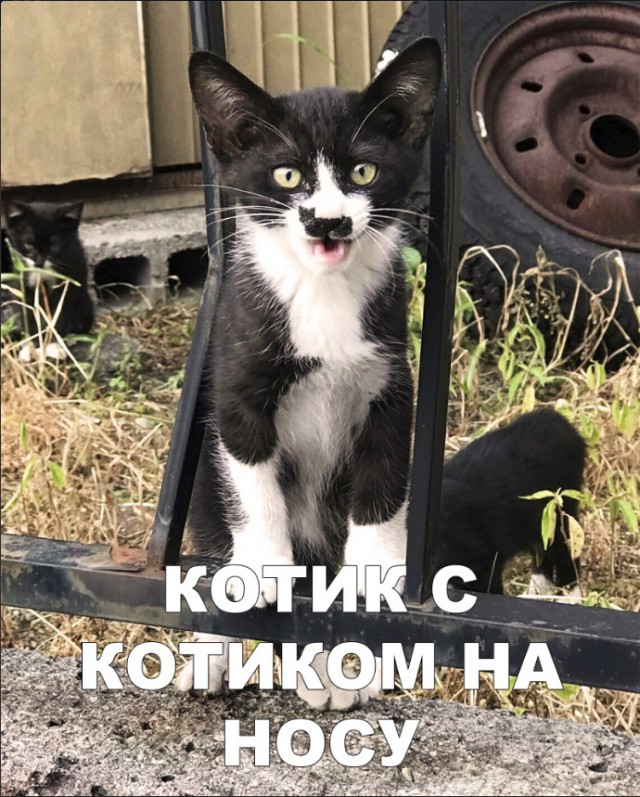 Забавные фото котеек