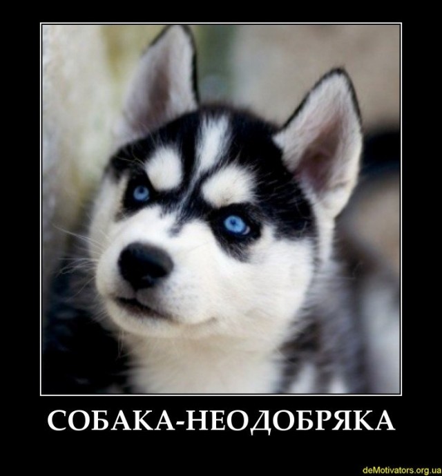 Однажды на выставке собак