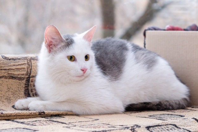Забавные фото котеек