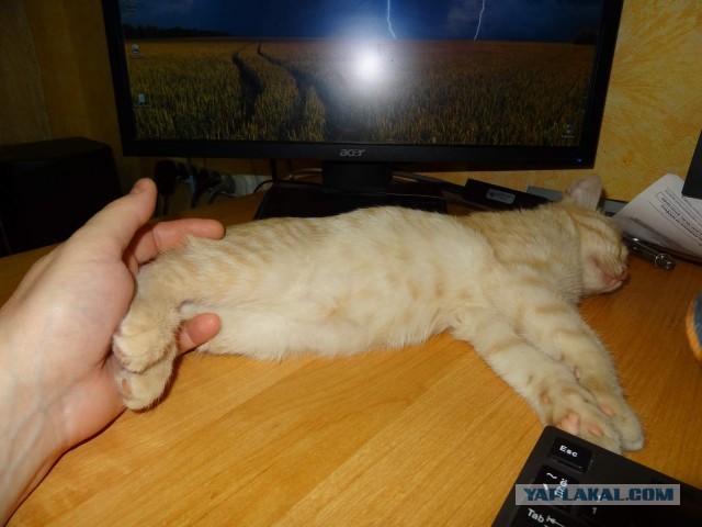 Тыгыдык