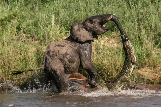 На что надеется крокодил, хватая слона за хобот?