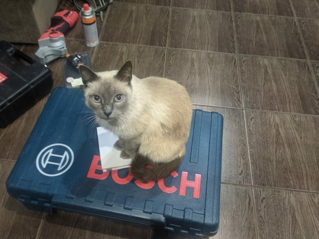 Котовторник 13.10.2020