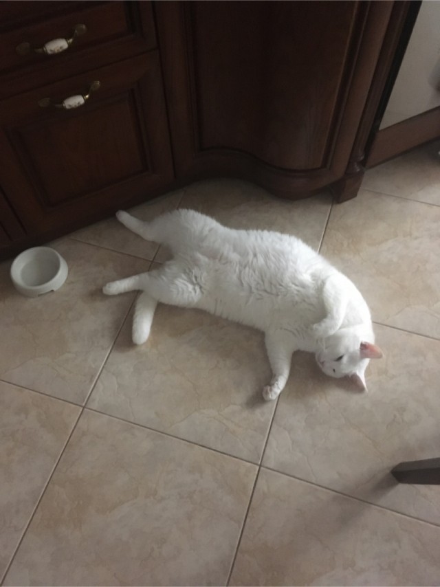 Котодед.