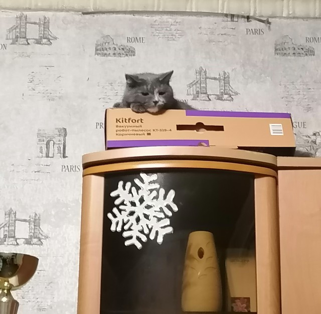Котовторник 17.11.20