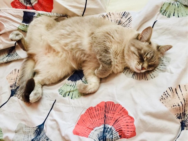 Котовторник 17.11.20
