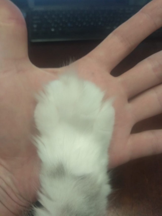 Котовторник. Мои котейки