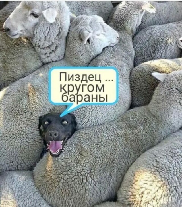 Про баранов
