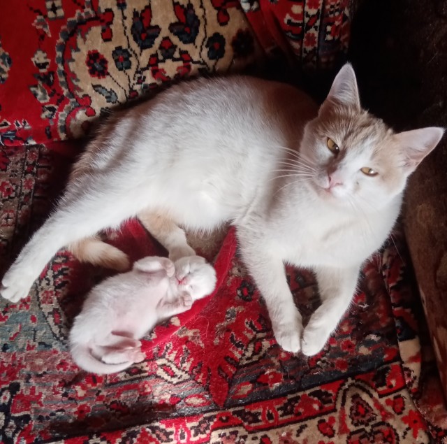 Котовторник же!
