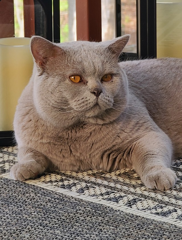 Котовторник же!