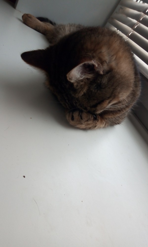 А котовторник уже начался?