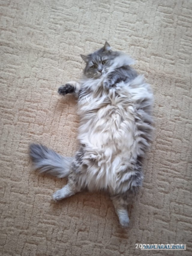Черный кот