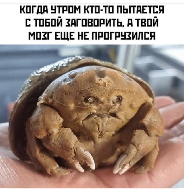 Картинки и мемы для настроения 06.10.2021