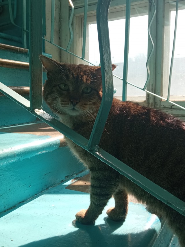 Кот который прожил жизнь