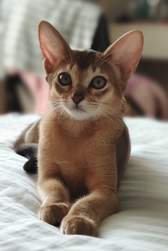 Солнце котовторника уже встало, Господа!