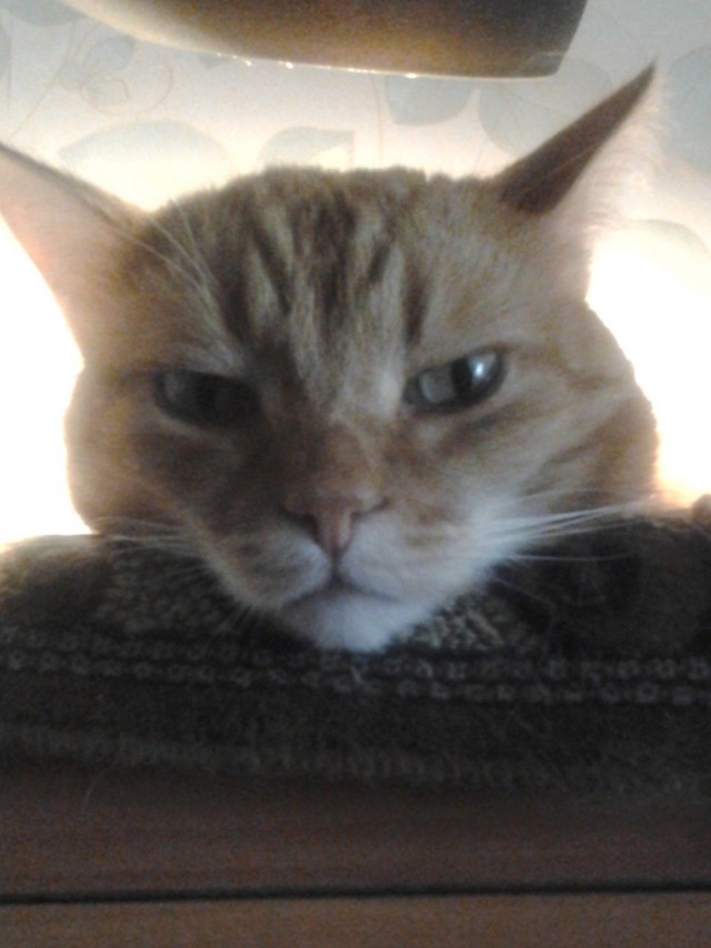 К котовторнику