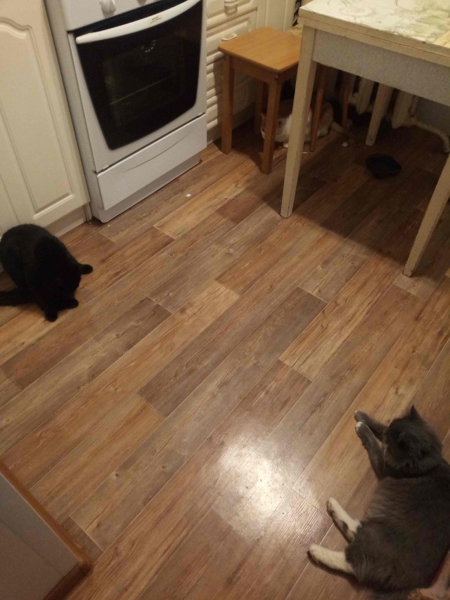 Котовторник 11.01.22