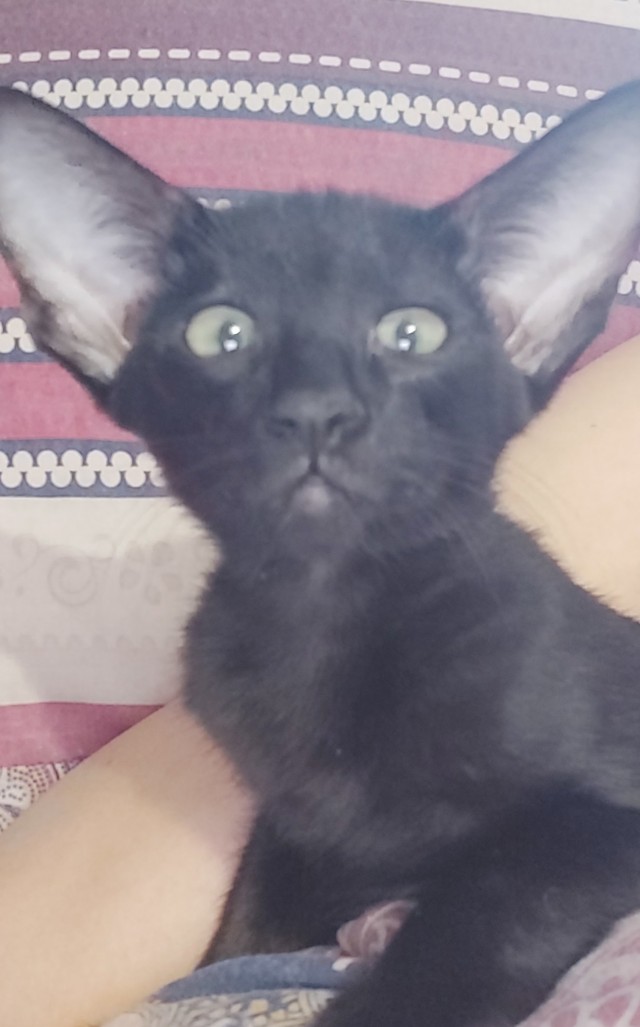 О котах