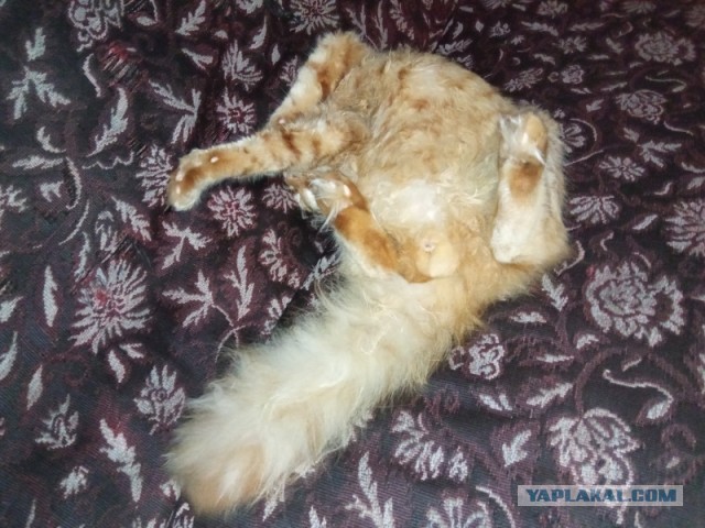 С праздником и котофторником!
