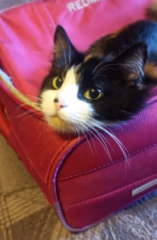 Начну котовторник чуть раньше!