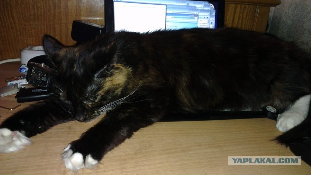 Котейка ушла на облака.