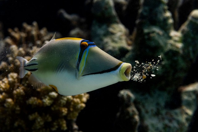 Финалисты ежегодной премии Comedy Wildlife Photography Awards