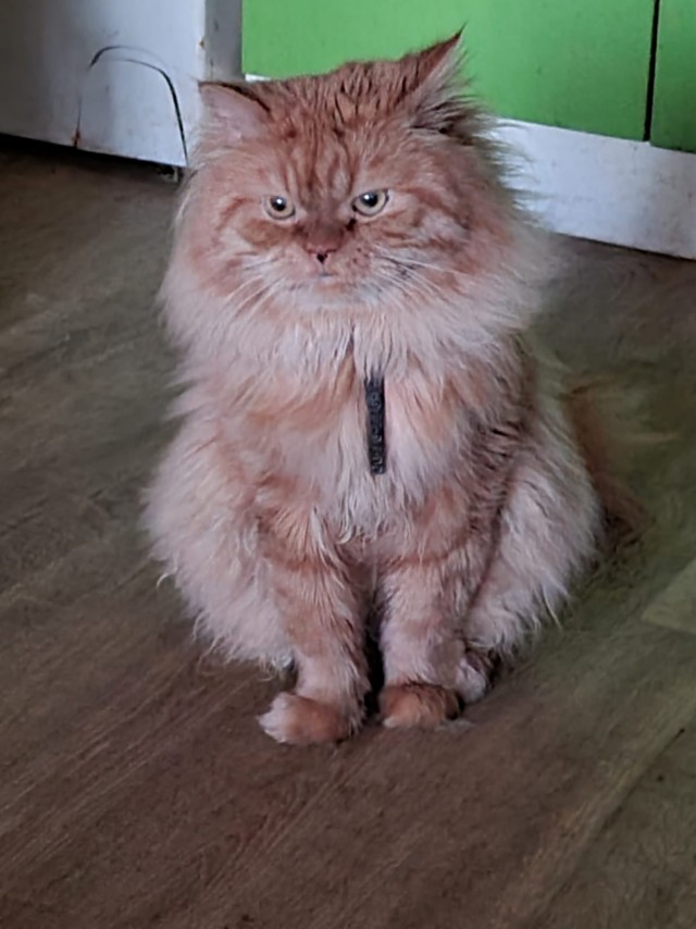 Как Вам котик?
