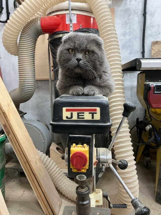 Коты на производстве
