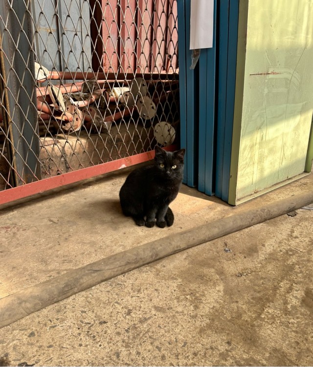 Коты на производстве