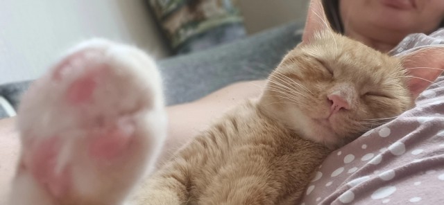 Котовторник. Моему мультяшке 1 год