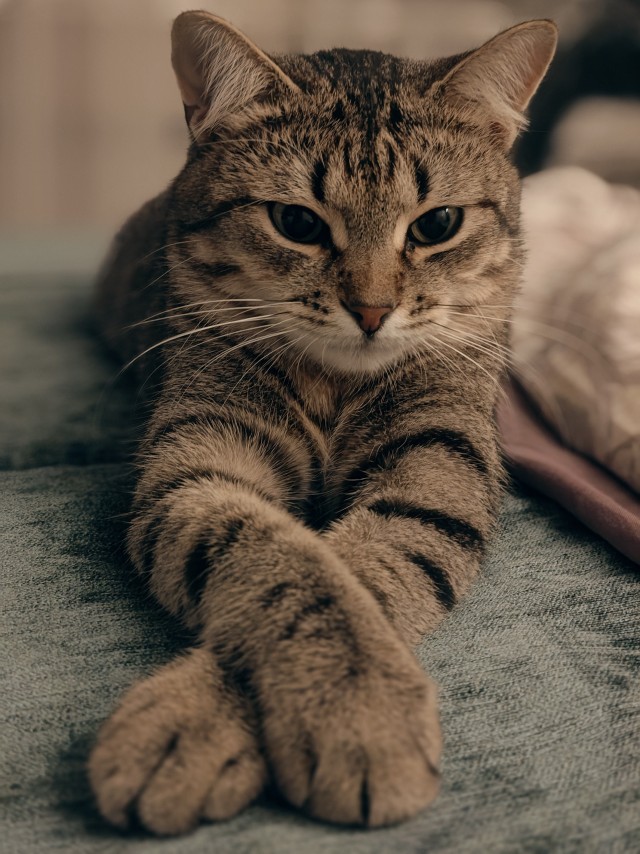 Опоздал к котовторнику, но все же...