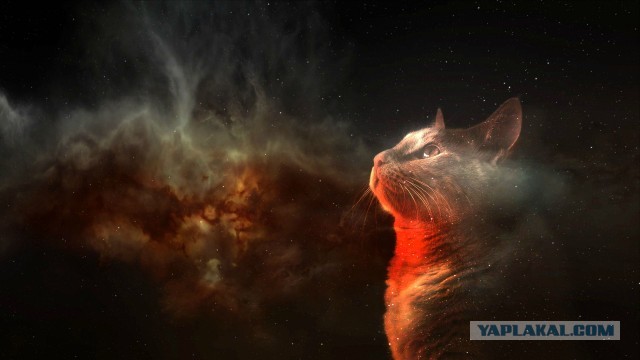 Кот, тушканчик, огоньки