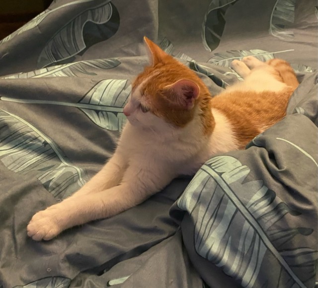 Котенок по имени Кусь)