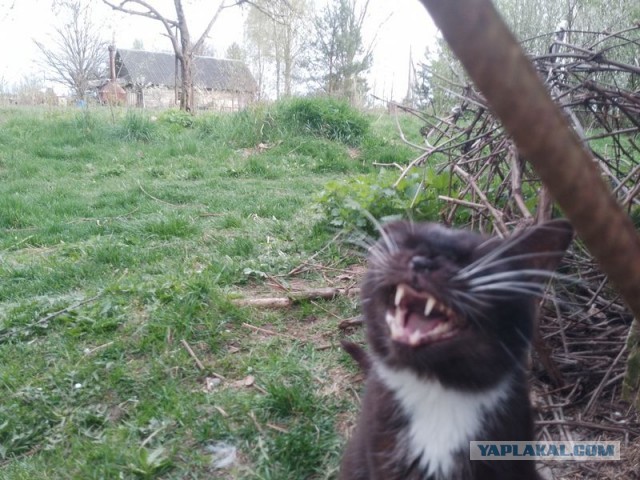 Жизнь домашнего приюта для котеек 491