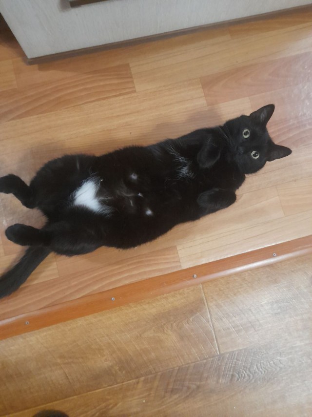 Котовторник, от мала до велика
