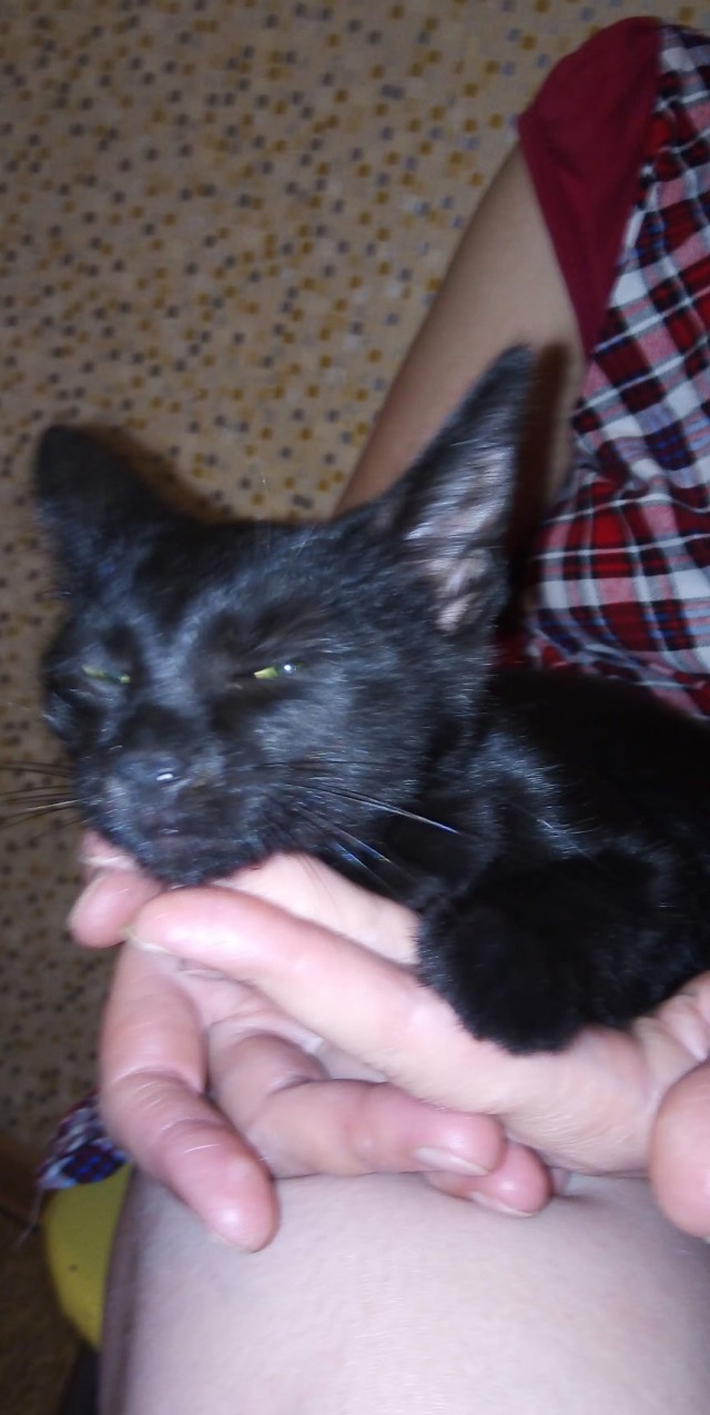 Прикольные морды котов псов к настроению...