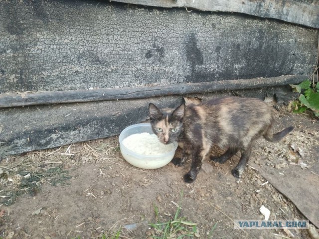 Жизнь домашнего приюта для котеек 515