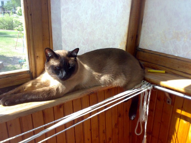 Не шутите с котом