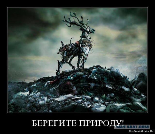 Вырубка ленточных боров в Алтайском крае