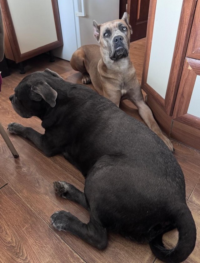 Собакочетверг)