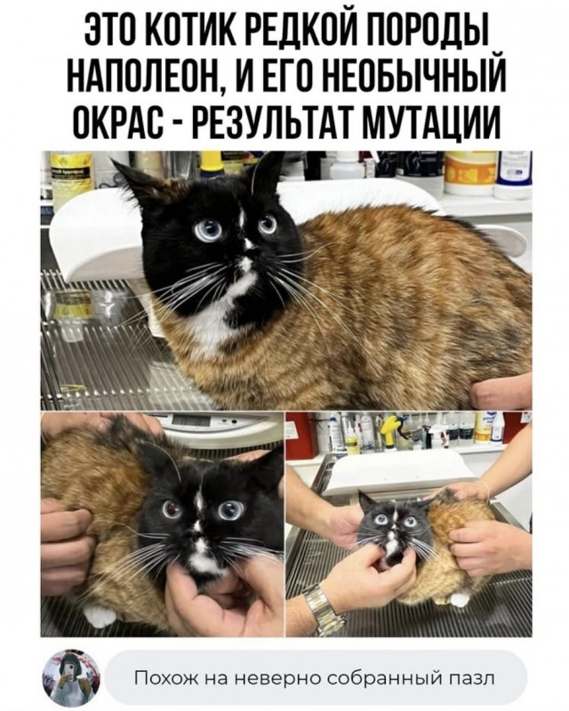 Отборные баяны 10-летней выдержки - MASCULINE - Edition