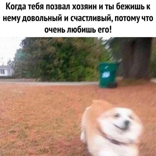 Собака же!