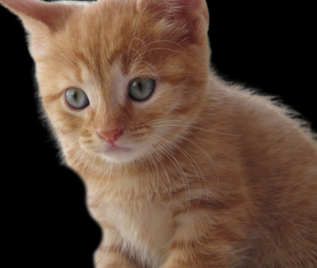 Мурзик, фас!