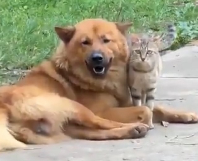 Коты и собаки