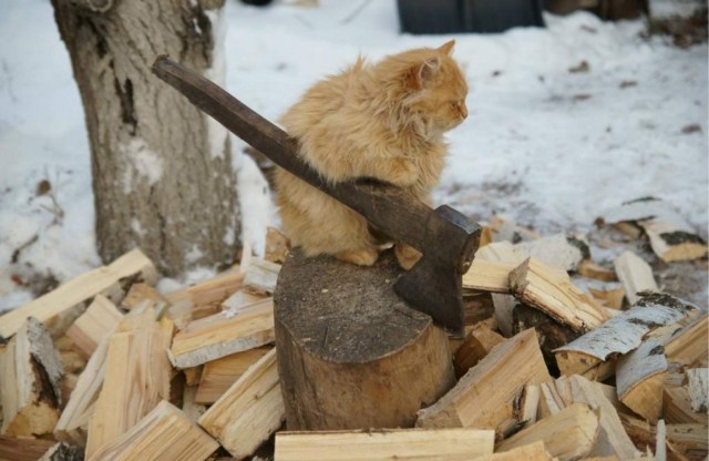 Кот