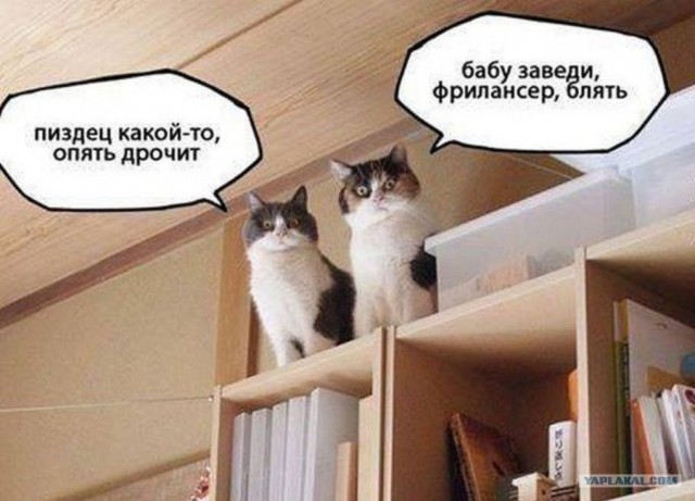 Подборка картинок-баянов с котиками и про котиков. Выпуск 21