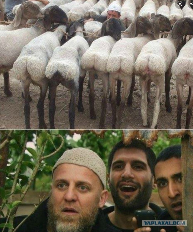 Все что нужно знать о скрепах, мать их..